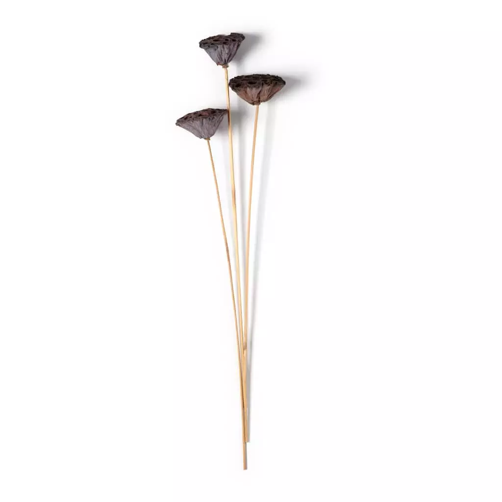 Best Pirce ✨ Natural Lotus Pods Stem by Ashland® ⌛ 3 Best Pirce ✨ Natural Lotus Pods Stem by Ashland® ⌛