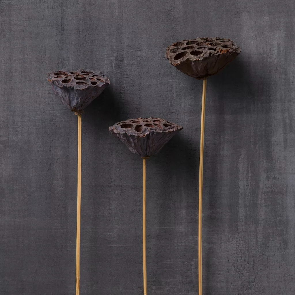 Best Pirce ✨ Natural Lotus Pods Stem by Ashland® ⌛ 4 Best Pirce ✨ Natural Lotus Pods Stem by Ashland® ⌛ - Image 2