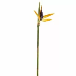 Top 10 ❤️ Tropical Bird of Paradise Stem by Ashland® ✔️ -Ashland Online Store 10066898