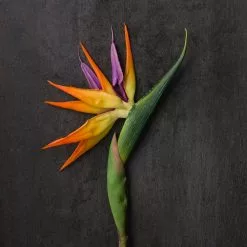Top 10 ❤️ Tropical Bird of Paradise Stem by Ashland® ✔️ -Ashland Online Store 10066898 22