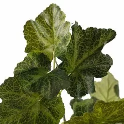 Outlet 🎁 Coral Bell Bush by Ashland® 🎉 -Ashland Online Store 10129104 20