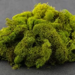 Brand new 🌟 Ashland® Reindeer Moss ✨ -Ashland Online Store 10135038 21
