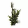 Top 10 ❤️ Star Ivy Bush by Ashland® 🔔 -Ashland Online Store 10194917 21