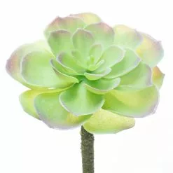 Budget ⌛ 12 Pack: Assorted Red Tipped Succulent Pick by Ashland® ⌛ -Ashland Online Store 10229986 4