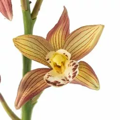 Hot Sale ⌛ Tropical Cymbidium Stem by Ashland® 🥰 -Ashland Online Store 10230910 20