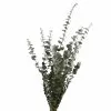 Buy 🔥 Ashland® Washed Eucalyptus Bunch, 4 oz. 🔔 -Ashland Online Store 10259685