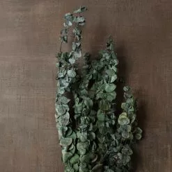 Buy 🔥 Ashland® Washed Eucalyptus Bunch, 4 oz. 🔔 -Ashland Online Store 10259685 25