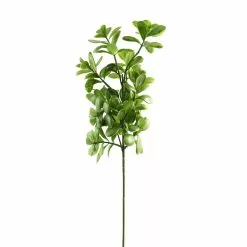 Coupon ❤️ 12 Pack: Green Crassula Spray by Ashland® ✨