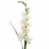 Cheap ⭐ 12 Pack: White Gladiolus Stem by Ashland® 💯 -Ashland Online Store 10297020 1