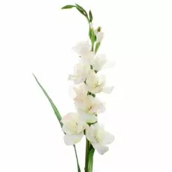 Best Sale 🎁 White Gladiolus Stem by Ashland® 🌟