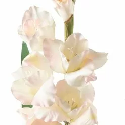 Best Sale 🎁 White Gladiolus Stem by Ashland® 🌟 -Ashland Online Store 10297020 20