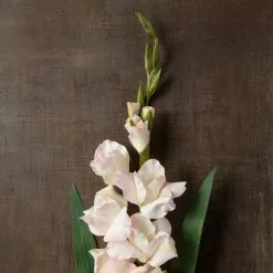 Best Sale 🎁 White Gladiolus Stem by Ashland® 🌟 -Ashland Online Store 10297020 25