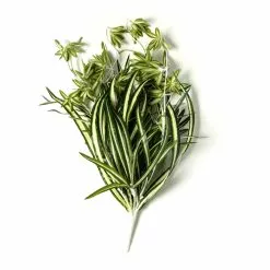 Buy ⌛ Variegated Spider Bush Classic Greenery Collection by Ashland® ✨ 9 Buy ⌛ Variegated Spider Bush Classic Greenery Collection by Ashland® ✨ -Ashland Online Store 10308650 21