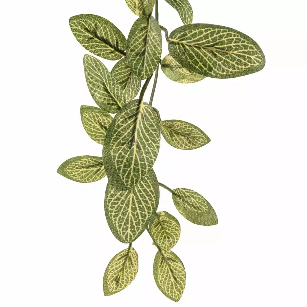 Best reviews of ๐ Fittonia Hanging Bush Classic Greeery by Ashland® โค๏ธ 5 Best reviews of ๐ Fittonia Hanging Bush Classic Greeery by Ashland® โค๏ธ - Image 3