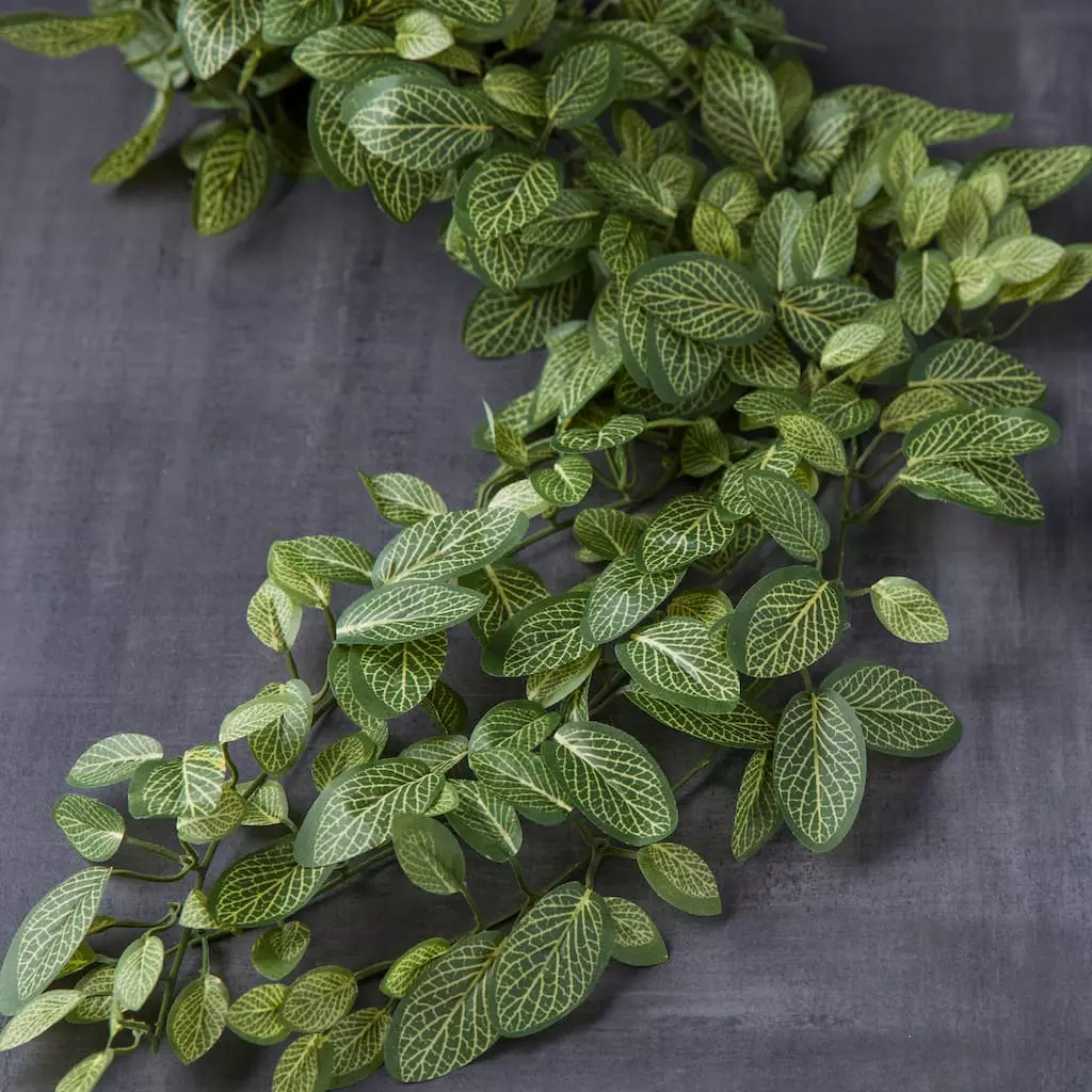 Best reviews of ๐ Fittonia Hanging Bush Classic Greeery by Ashland® โค๏ธ 4 Best reviews of ๐ Fittonia Hanging Bush Classic Greeery by Ashland® โค๏ธ - Image 2