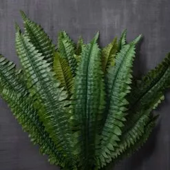 Promo ✔️ Boston Fern Bush Fern Collection by Ashland® ✔️ -Ashland Online Store 10309260 22
