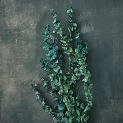 Coupon ✨ Ashland® Eucalyptus Bunch, 4 oz. 🔔 -Ashland Online Store 10333062 20