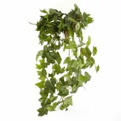 Cheapest ✔️ German Ivy Bush Ivy Collection by Ashland® ✔️