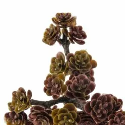 Discount 🤩 Creeping Red Sedum Pick by Ashland® 😍 -Ashland Online Store 10337815 20