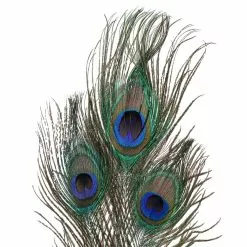 Promo ⌛ Peacock Feather Picks by Ashland® 💯 -Ashland Online Store 10355707 20