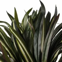 Budget 🔔 Assorted Cordyline Bush by Ashland® ❤️ -Ashland Online Store 10356827 20
