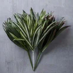 Budget 🔔 Assorted Cordyline Bush by Ashland® ❤️ -Ashland Online Store 10356827 22