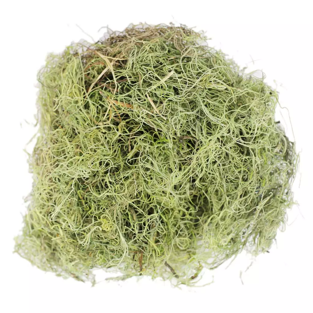 Best deal ๐ Ashland® Spanish Moss—Basil Green โ๏ธ 3 Best deal ๐ Ashland® Spanish Moss—Basil Green โ๏ธ