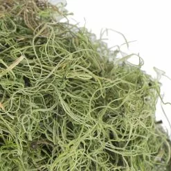 Best deal ๐ Ashland® Spanish Moss—Basil Green โ๏ธ 8 Best deal ๐ Ashland® Spanish Moss—Basil Green โ๏ธ -Ashland Online Store 10382824 3