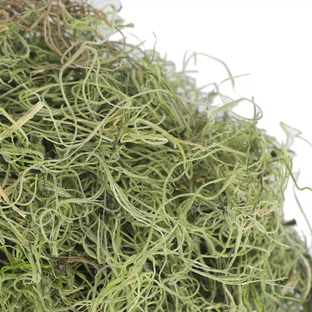 Best deal ๐ Ashland® Spanish Moss—Basil Green โ๏ธ 5 Best deal ๐ Ashland® Spanish Moss—Basil Green โ๏ธ - Image 3