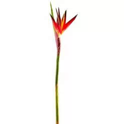 Buy ⭐ Tropical Bird of Paradise Stem by Ashland® 👍 -Ashland Online Store 10390624 1
