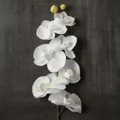 Brand new ✔️ Phaleanopsis Orchid by Ashland® 😍 -Ashland Online Store 10413038 25