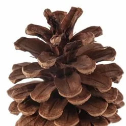 Wholesale 😀 Pinecone Bag by Ashland® 😀 -Ashland Online Store 10424644 20