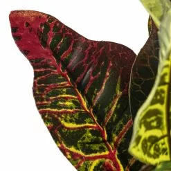 Budget 🔥 Croton Bush Classic Greenery by Ashland® ⭐ -Ashland Online Store 10430898 20