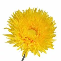 Outlet ๐ Jumbo Yellow Spider Gerber Daisy Stem by Ashland® โจ 7 Outlet ๐ Jumbo Yellow Spider Gerber Daisy Stem by Ashland® โจ -Ashland Online Store 10457421 3