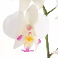 Best Pirce ⭐ Orchid Spray by Ashland® 👍 -Ashland Online Store 10459034 20