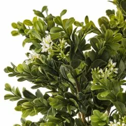 Coupon 👍 Boxwood & Berry Bush by Ashland® ✨ -Ashland Online Store 10546917 20