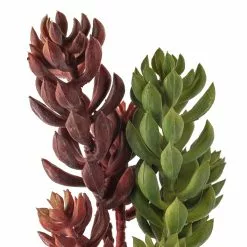 Brand new 🎁 Assorted Succulent Pick with 3 Heads By Ashland® 👍 -Ashland Online Store 10546921 20