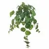 Deals โ๏ธ Hanging Philo Bush by Ashland® โ 2 Deals โ๏ธ Hanging Philo Bush by Ashland® โ -Ashland Online Store 10547222 1