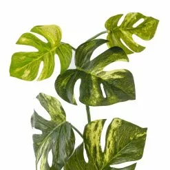 Brand new 😉 Split Hanging Philo Bush by Ashland® ⭐ -Ashland Online Store 10547223 20