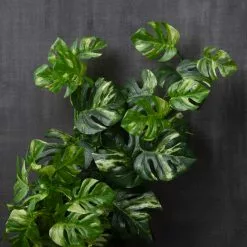 Brand new 😉 Split Hanging Philo Bush by Ashland® ⭐ -Ashland Online Store 10547223 22