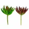 Promo ๐ Assorted Succulent Pick By Ashland® ๐คฉ 2 Promo ๐ Assorted Succulent Pick By Ashland® ๐คฉ -Ashland Online Store 10547488