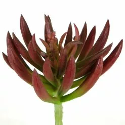 Promo 😉 Assorted Succulent Pick By Ashland® 🤩 -Ashland Online Store 10547488 2