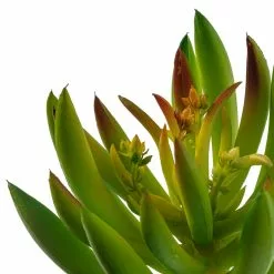 Promo 😉 Assorted Succulent Pick By Ashland® 🤩 -Ashland Online Store 10547488 20