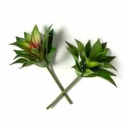 Coupon 🎉 Assorted Agave Pick By Ashland® 😉