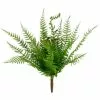 Budget 🥰 Boston Fern Bush by Ashland® ❤️ -Ashland Online Store 10547493 1