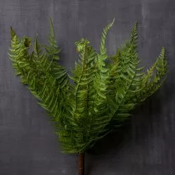 Budget 🥰 Boston Fern Bush by Ashland® ❤️ -Ashland Online Store 10547493 22