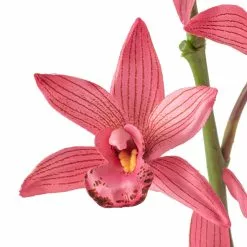 Brand new ❤️ Mauve Boat Orchid Spray by Ashland® 💯 -Ashland Online Store 10626413 20