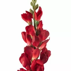 Best deal ✔️ Red Snapdragon Stem by Ashland® ❤️ 8 Best deal ✔️ Red Snapdragon Stem by Ashland® ❤️ -Ashland Online Store 10626425 20
