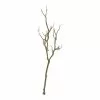 Deals ⌛ Bare Birch Branch by Ashland® 👏