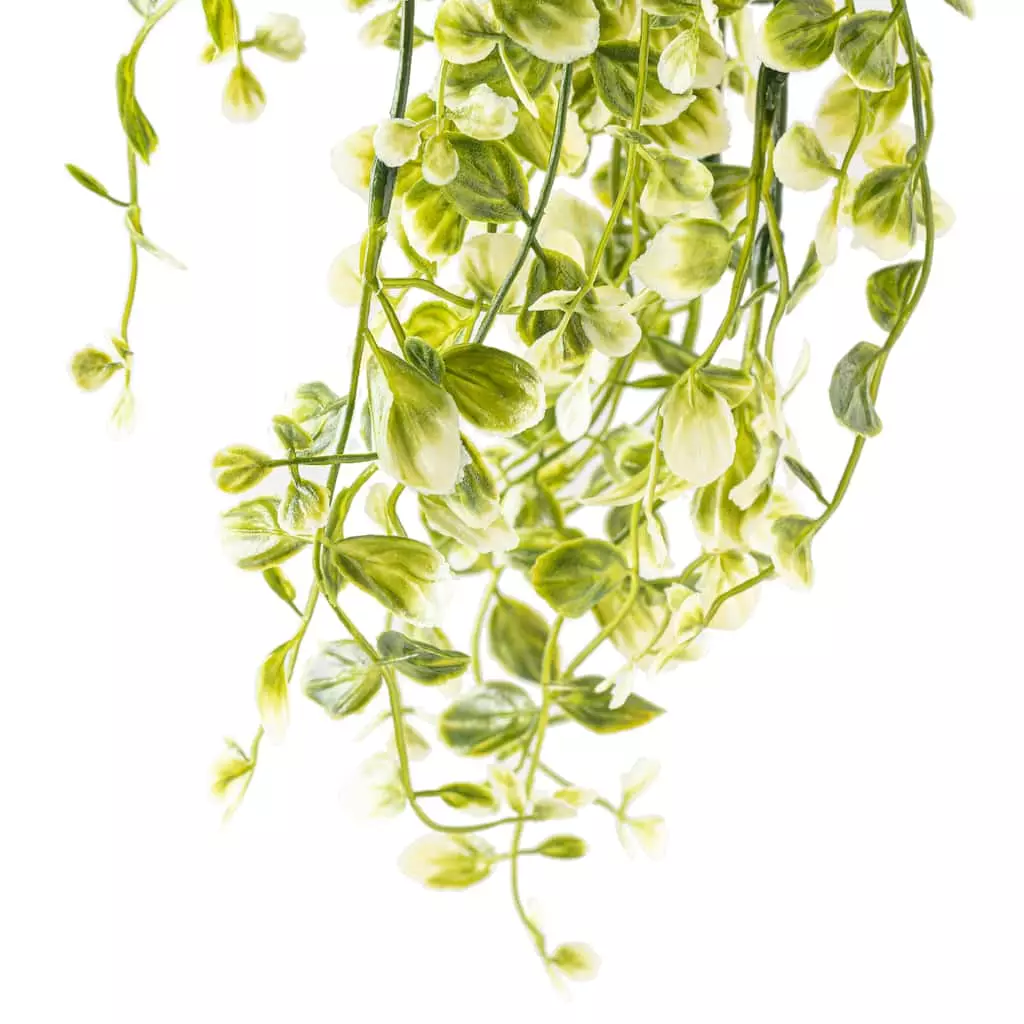 Discount ๐ 6 Pack: Cream & Green Hanging Smilax Bush by Ashland® ๐ 7 Discount ๐ 6 Pack: Cream & Green Hanging Smilax Bush by Ashland® ๐ - Image 5